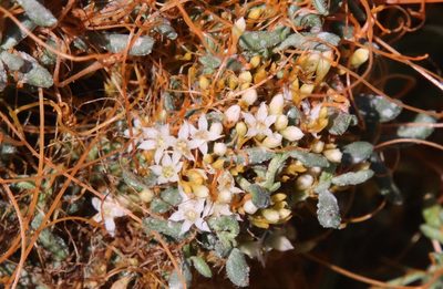 Cuscuta pacifica, photographed by Millie Basden