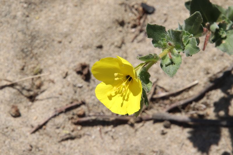 Camissoniopsis cheiranthifolia, photographed by Millie Basden