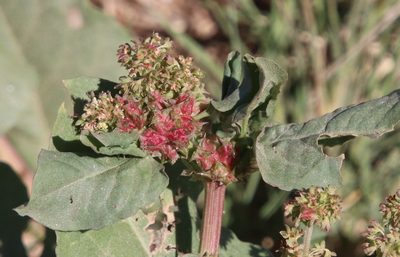 Emex spinosa, photographed by Millie Basden