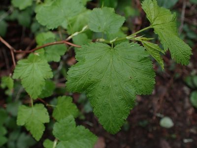 Physocarpus capitatus, photographed by Ellyne Geurts