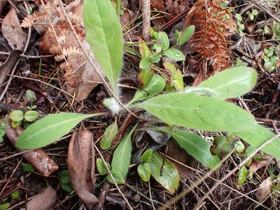 Hieracium albiflorum, photographed by Ellyne Geurts