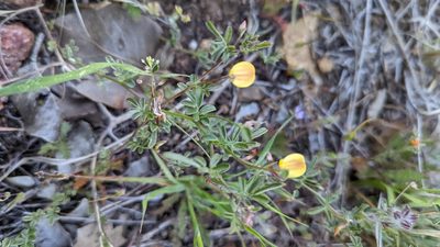 Acmispon strigosus, photographed by Trevor Van Loon