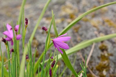 Olsynium douglasii, photographed by Julia Carr