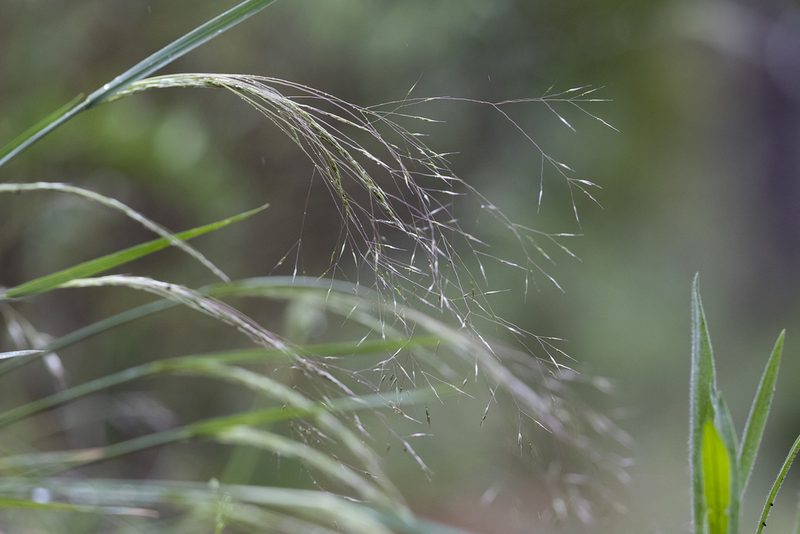 Lachnagrostis aemula, photographed by Kym Nicolson