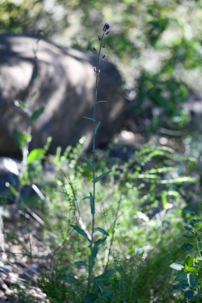 Streptanthus campestris, photographed by Trevor Van Loon