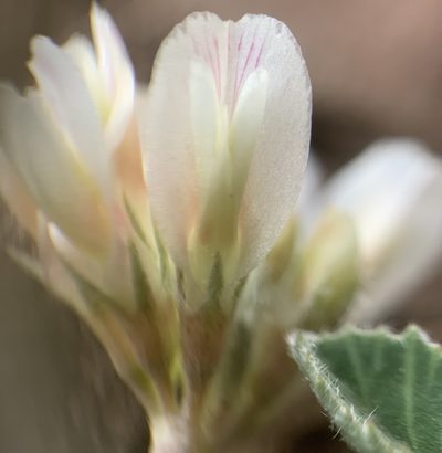 Trifolium gymnocarpon, photographed by mark-groeneveld