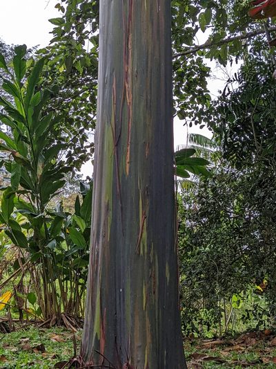 Eucalyptus deglupta, photographed by Attila Oláh