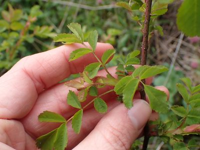 Rosa gymnocarpa, photographed by Ellyne Geurts