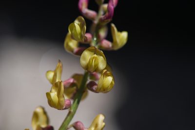 Astragalus douglasii, photographed by Trevor Van Loon