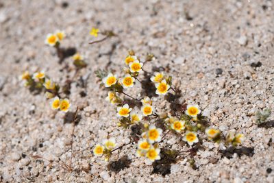 Leptosiphon lemmonii