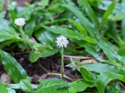 Hydrocotyle leucocephala, photographed by Attila Oláh