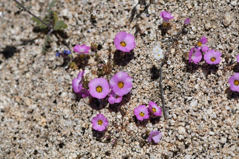 Linanthus bellus, photographed by Trevor Van Loon