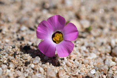 Linanthus bellus, photographed by Trevor Van Loon