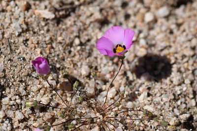 Linanthus bellus, photographed by Trevor Van Loon