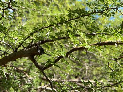 Vachellia tortuosa, photographed by Will Sides