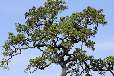 Quercus lobata, photographed by Wendy St. John