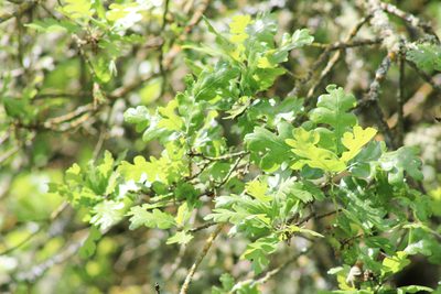 Quercus lobata, photographed by Wendy St. John