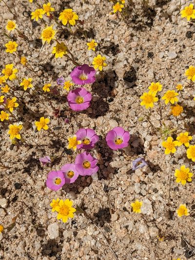 Linanthus bellus, photographed by Trevor Van Loon