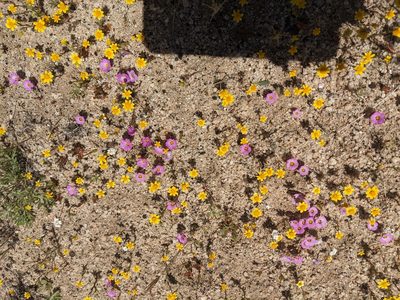 Linanthus bellus, photographed by Trevor Van Loon