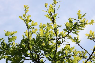 Quercus lobata, photographed by Wendy St. John
