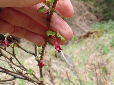 Ribes lobbii, photographed by Ellyne Geurts