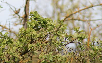 Quercus lobata, photographed by Wendy St. John