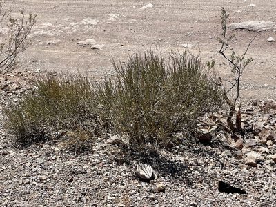 Ephedra nevadensis, photographed by CK2AZ