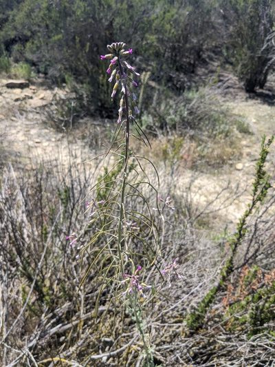 Boechera californica, photographed by Trevor Van Loon