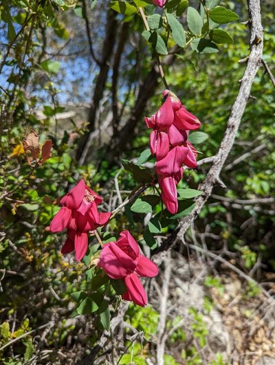 Lathyrus splendens, photographed by Trevor Van Loon