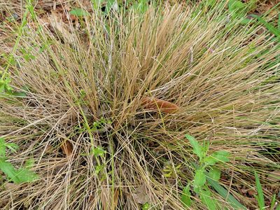 Muhlenbergia capillaris, photographed by johnyochum