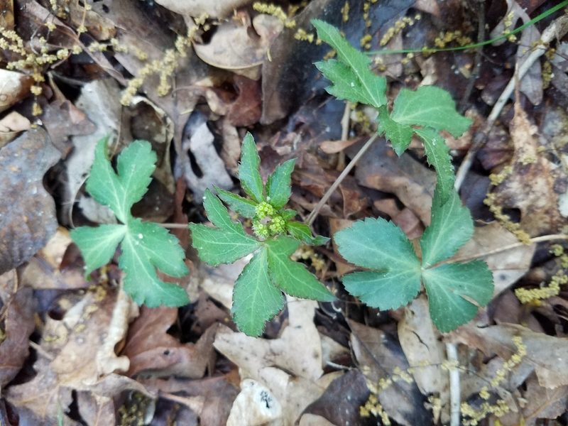 Sanicula smallii, photographed by Leila Dasher