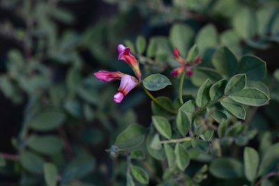 Acmispon grandiflorus, photographed by Trevor Van Loon