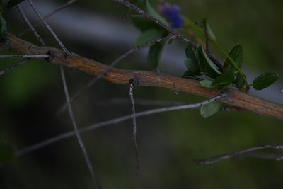 Ceanothus cyaneus, photographed by Trevor Van Loon