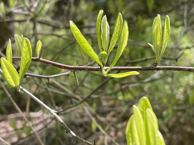 Sideroxylon lanuginosum, photographed by Jennifer Jiang