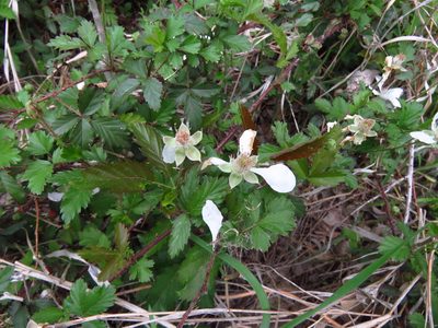 Rubus trivialis, photographed by Annika Lindqvist