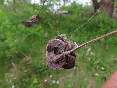 Desmanthus illinoensis, photographed by Annika Lindqvist