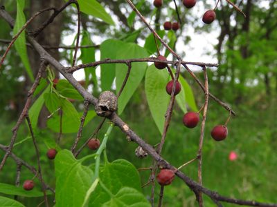 Celtis laevigata, photographed by Annika Lindqvist