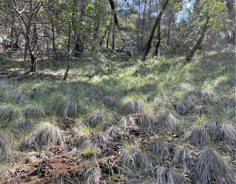 Festuca californica, photographed by Roger Raiche