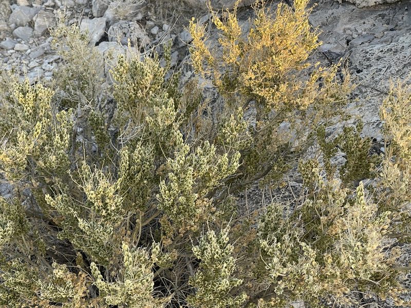 Mortonia utahensis, photographed by CK2AZ