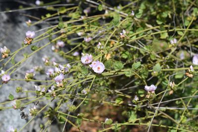 Malacothamnus densiflorus, photographed by Trevor Van Loon