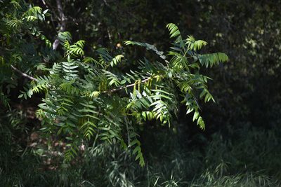 Juglans californica, photographed by Trevor Van Loon