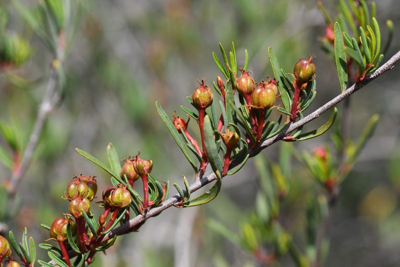 Tetracoccus dioicus, photographed by Trevor Van Loon