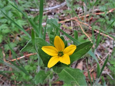 Lindheimera texana, photographed by Annika Lindqvist