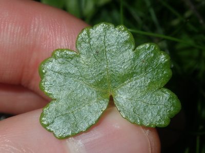 Hydrocotyle sibthorpioides, photographed by Thomas Mesaglio
