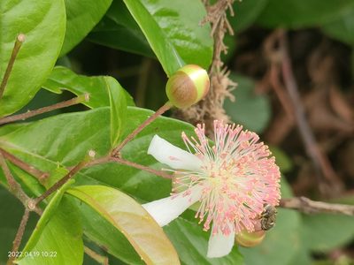 Tetracera indica, photographed by Ong Jyh Seng
