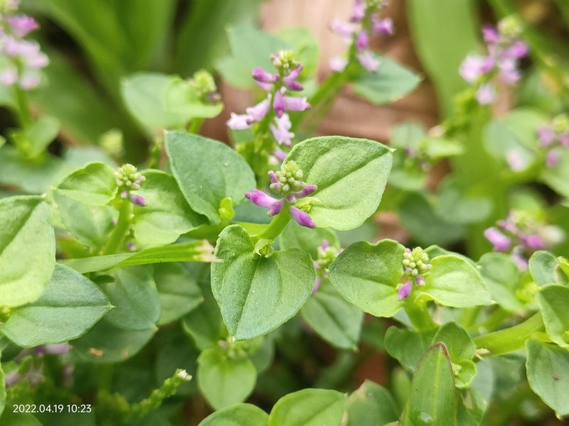 Salomonia cantoniensis, photographed by Ong Jyh Seng