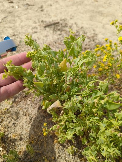 Atriplex phyllostegia, photographed by rockybajada