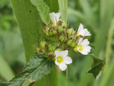 Melochia corchorifolia, photographed by Ong Jyh Seng