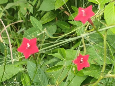 Ipomoea quamoclit