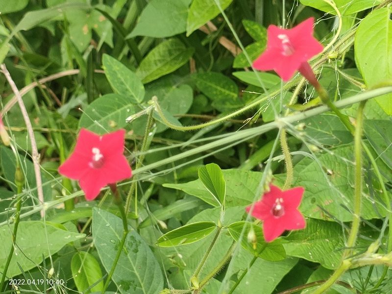 Ipomoea quamoclit, photographed by Ong Jyh Seng
